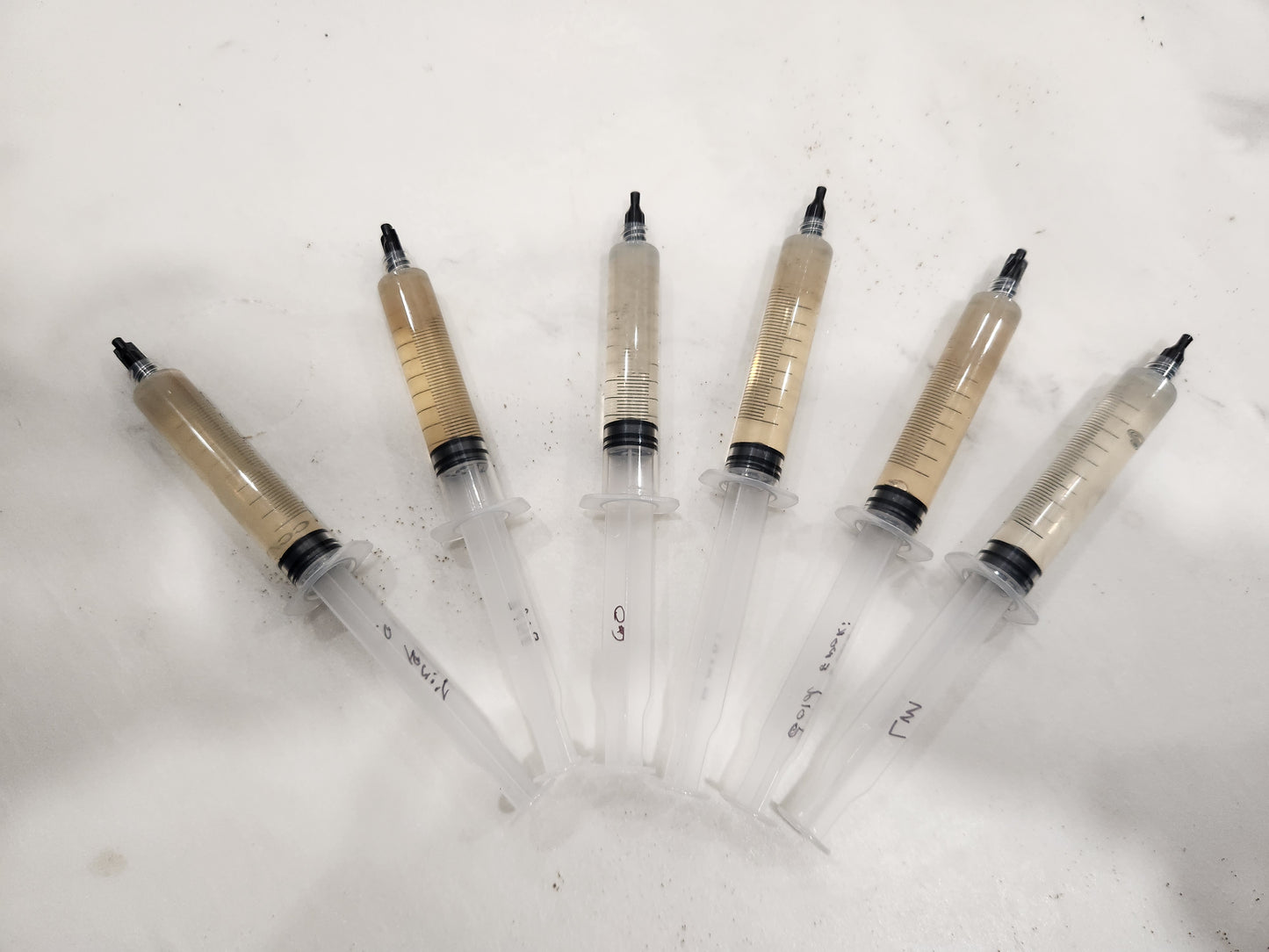 King Blue Oyster Liquid Culture 10mL
